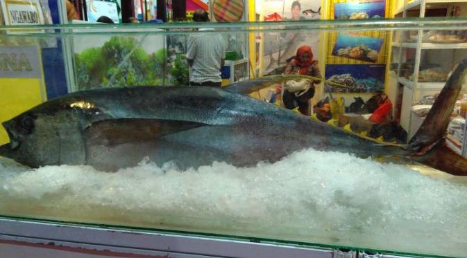 Detail Gambar Ikan Tuna Sirip Kuning Nomer 28