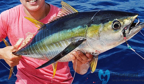 Detail Gambar Ikan Tuna Sirip Kuning Nomer 31
