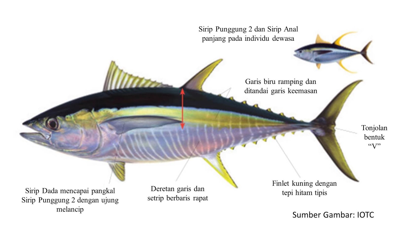Detail Gambar Ikan Tuna Sirip Kuning Nomer 44