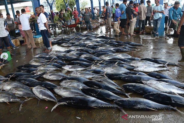 Detail Gambar Ikan Tuna Sirip Kuning Nomer 50