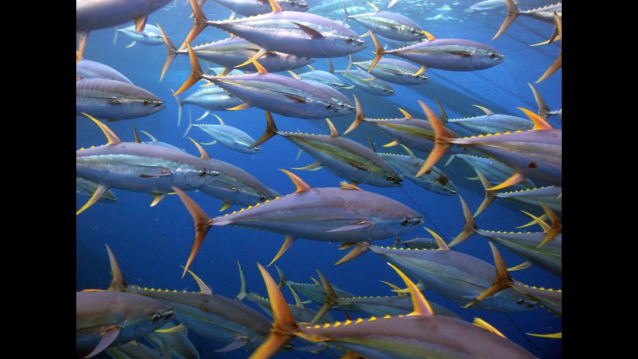 Detail Gambar Ikan Tuna Sirip Kuning Nomer 51