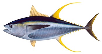 Detail Gambar Ikan Tuna Sirip Kuning Nomer 6