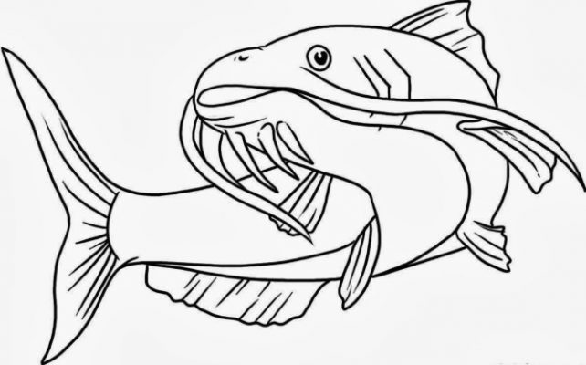 Detail Gambar Ikan Untuk Diwarnai Nomer 56