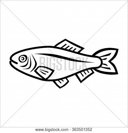 Detail Gambar Ikan Vector Nomer 21