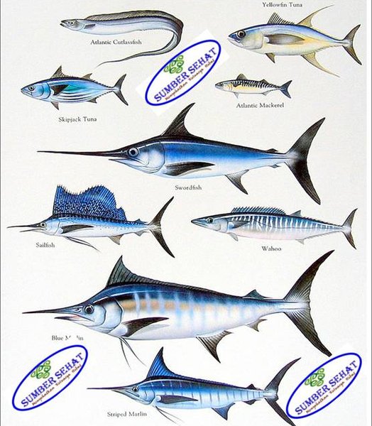 Detail Gambar Ikan Wahoo Nomer 26