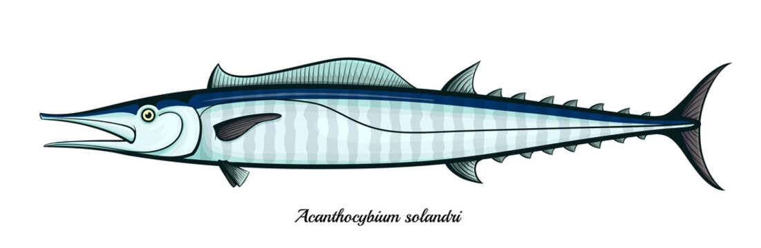 Detail Gambar Ikan Wahoo Nomer 47