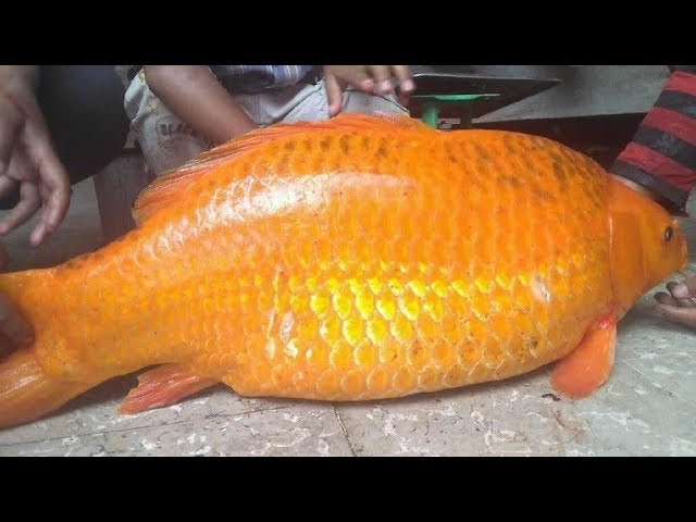 Gambar Ikan Yang Besar - KibrisPDR