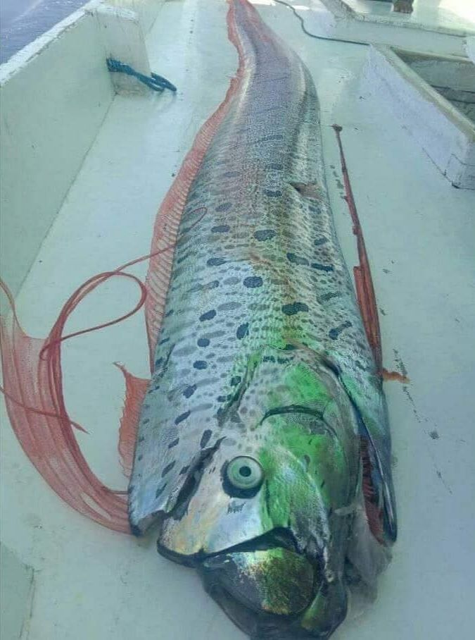 Detail Gambar Ikan Yang Besar Nomer 2