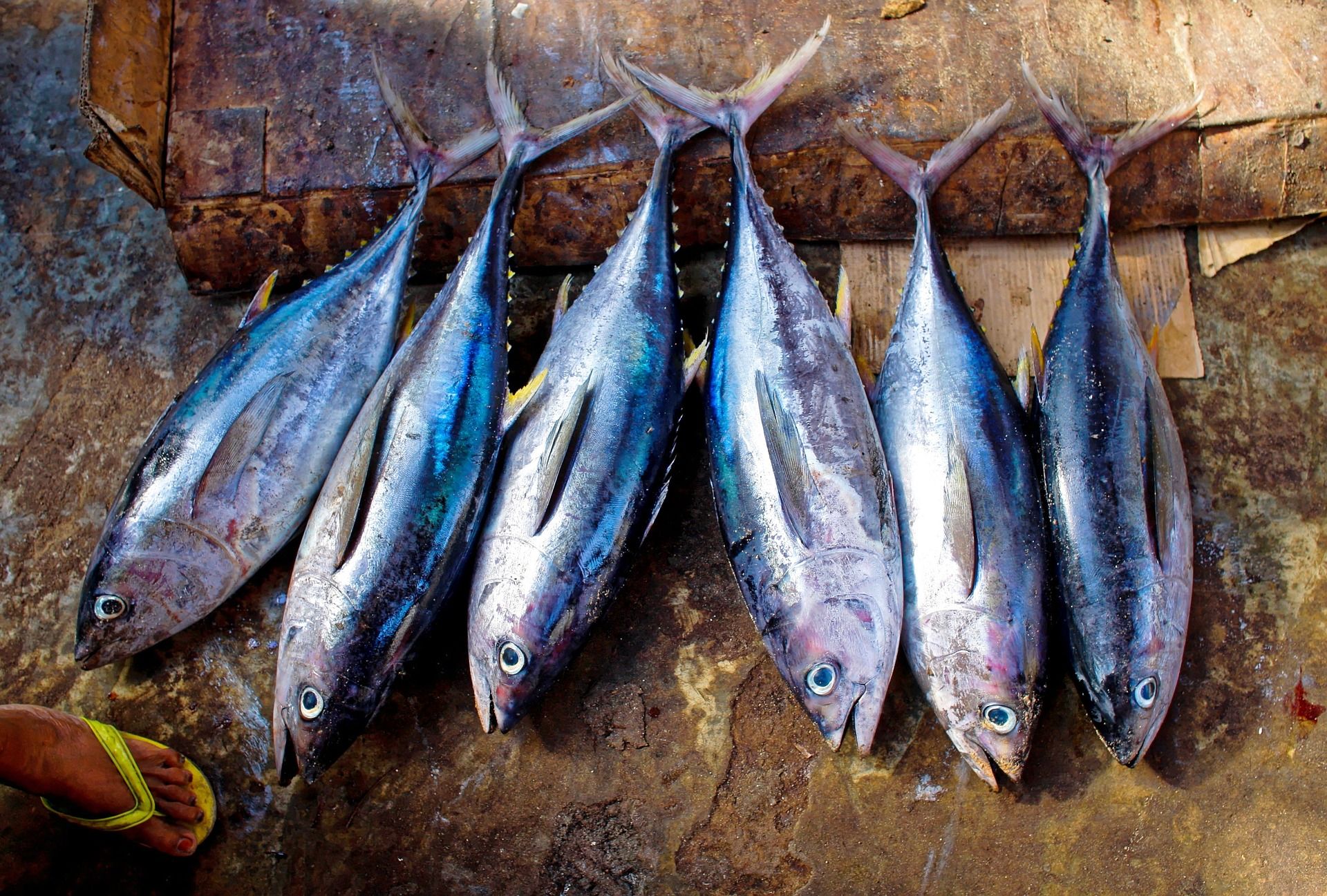 Detail Gambar Ikan Yang Besar Nomer 30