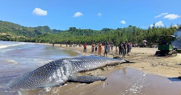 Detail Gambar Ikan Yang Besar Nomer 10