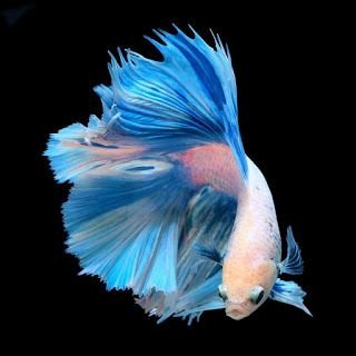 Gambar Ikan Yang Cantik - KibrisPDR