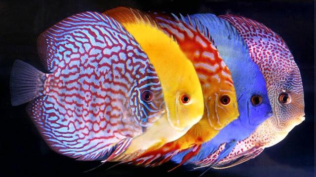 Detail Gambar Ikan Yang Cantik Nomer 11