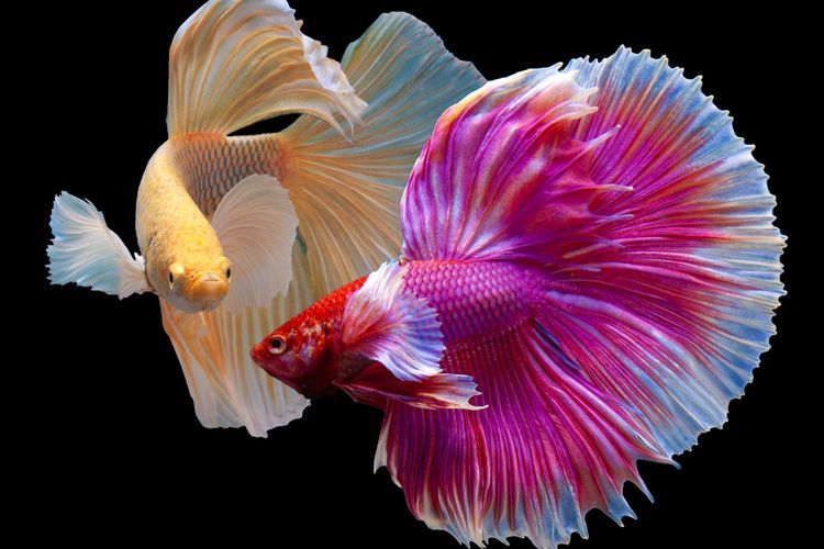 Detail Gambar Ikan Yang Cantik Nomer 17