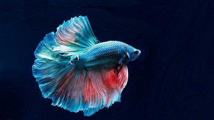 Detail Gambar Ikan Yang Cantik Nomer 31