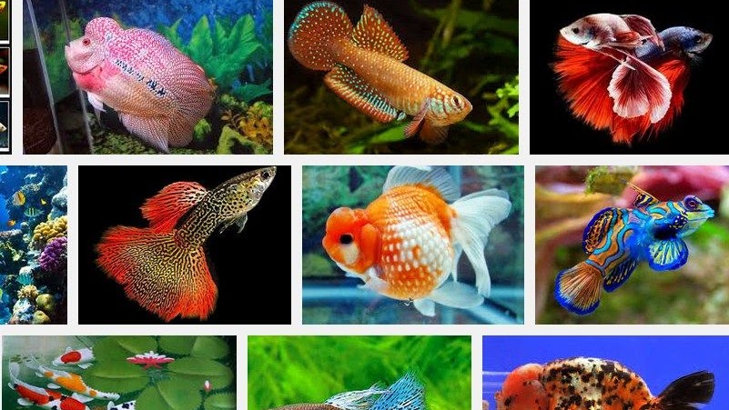 Detail Gambar Ikan Yang Cantik Nomer 7