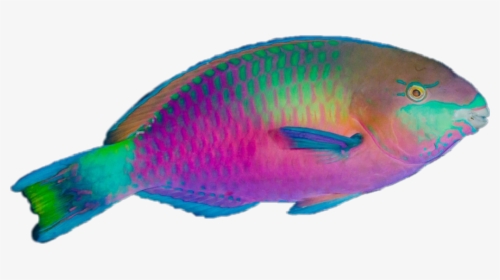 Tropical Fish Transparent Background - KibrisPDR