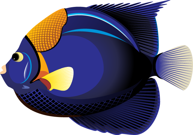 Detail Tropical Fish Transparent Background Nomer 9