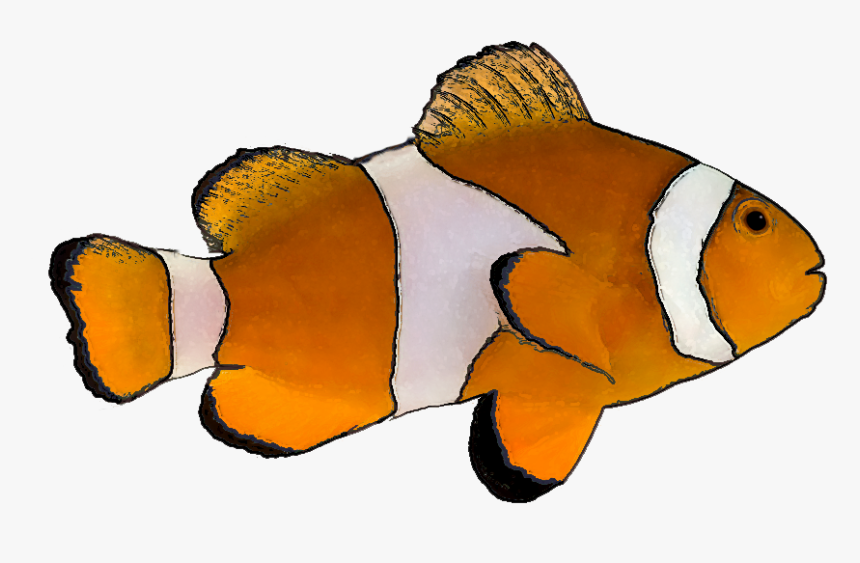 Detail Tropical Fish Transparent Background Nomer 2