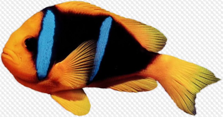 Detail Tropical Fish Transparent Background Nomer 16