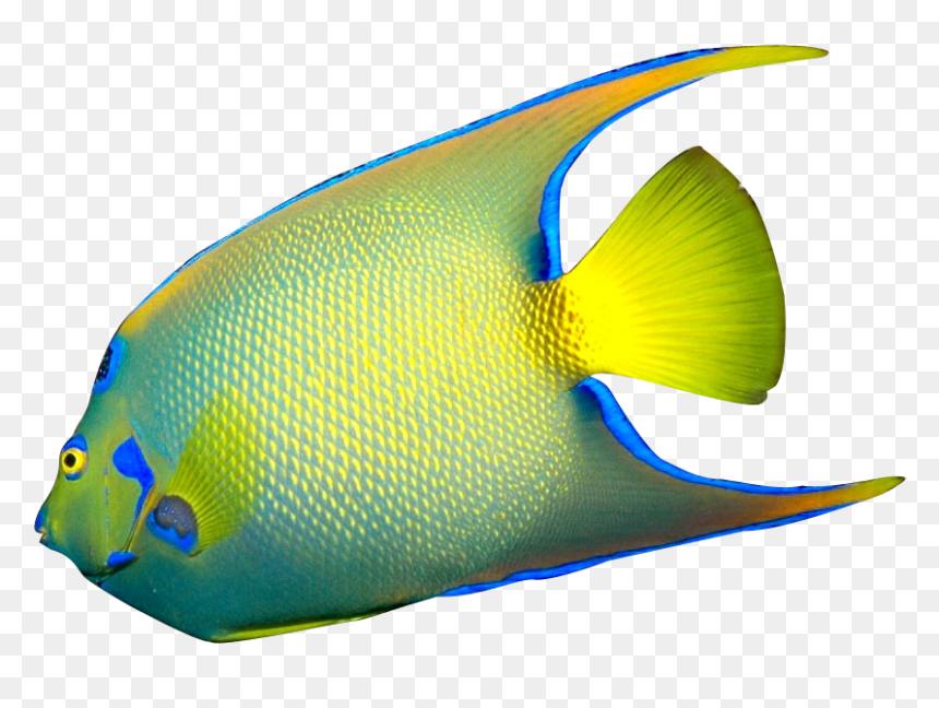 Detail Tropical Fish Transparent Background Nomer 17