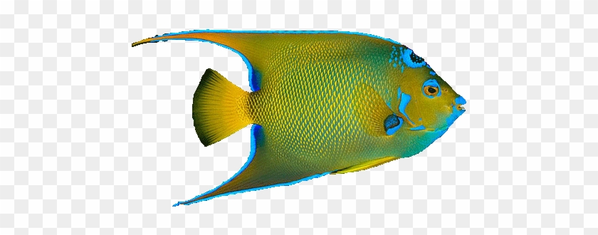 Detail Tropical Fish Transparent Background Nomer 18