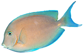 Detail Tropical Fish Transparent Background Nomer 21