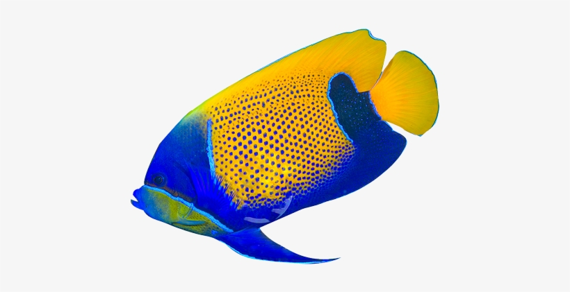 Detail Tropical Fish Transparent Background Nomer 5