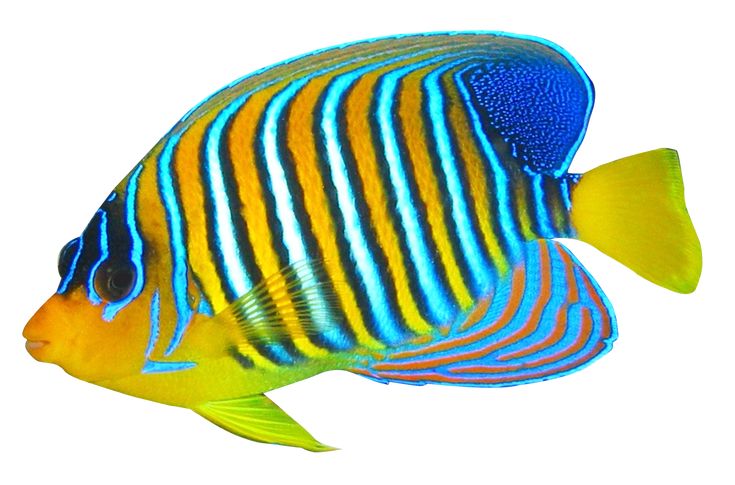 Detail Tropical Fish Transparent Background Nomer 6