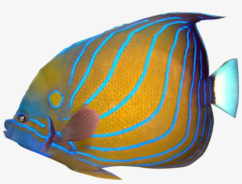 Detail Tropical Fish Transparent Background Nomer 7