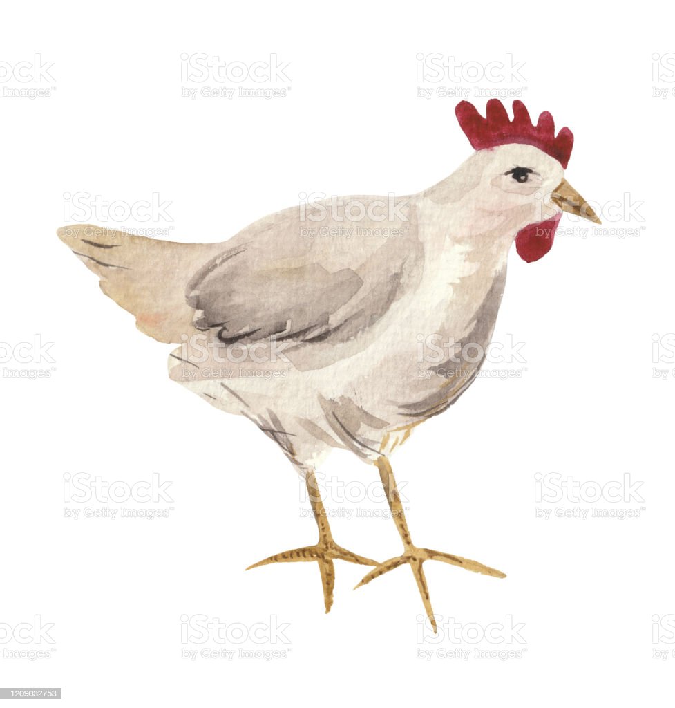 Detail Gambar Ilustrasi Ayam Nomer 41