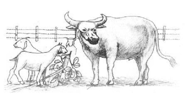 Detail Gambar Ilustrasi Binatang Nomer 32