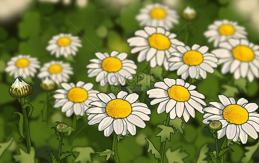 Detail Gambar Ilustrasi Bunga Daisy Nomer 12