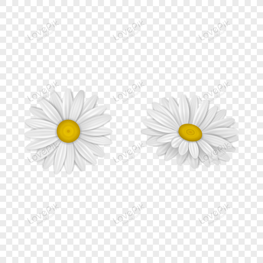 Detail Gambar Ilustrasi Bunga Daisy Nomer 13