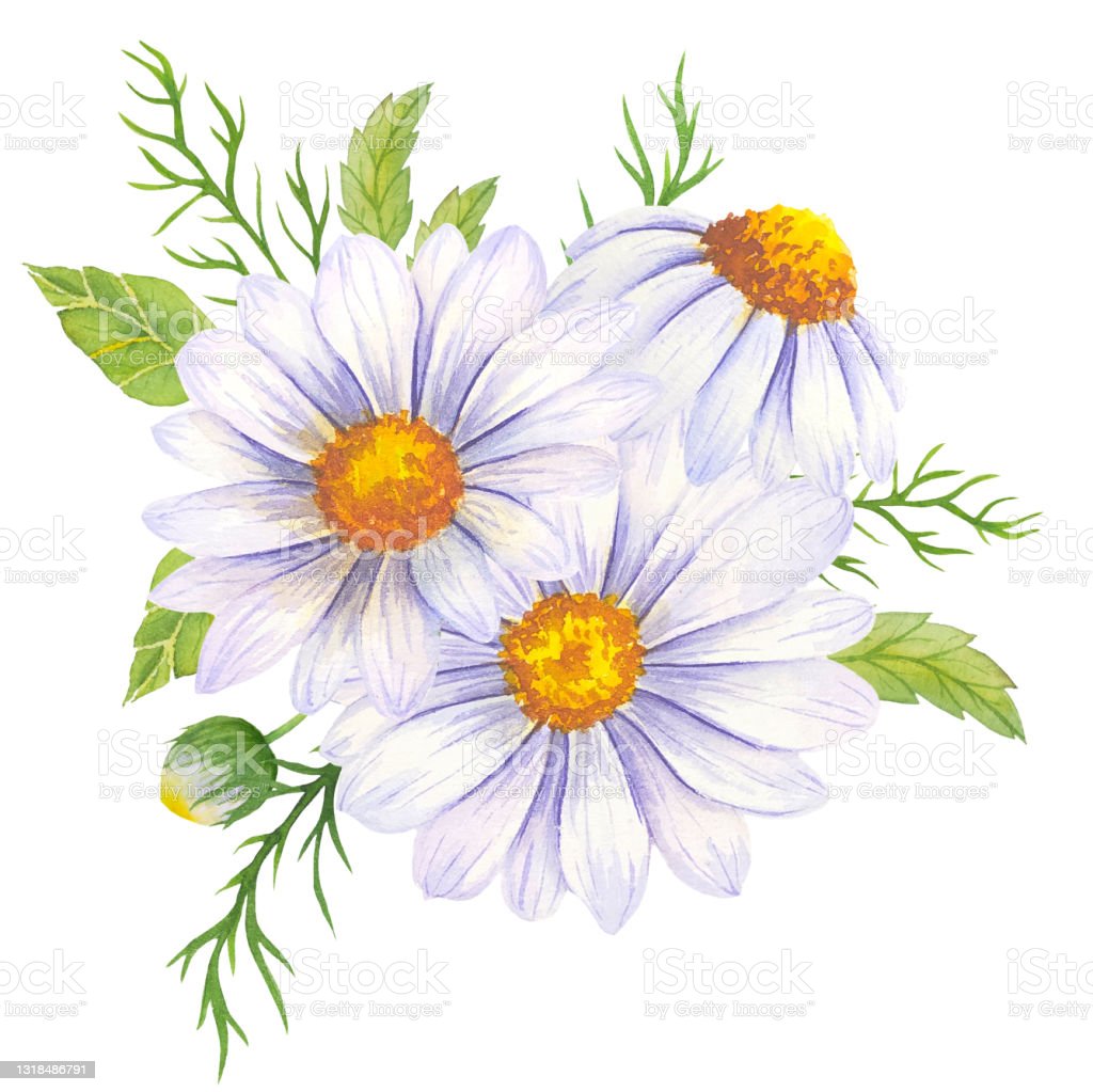 Detail Gambar Ilustrasi Bunga Daisy Nomer 7