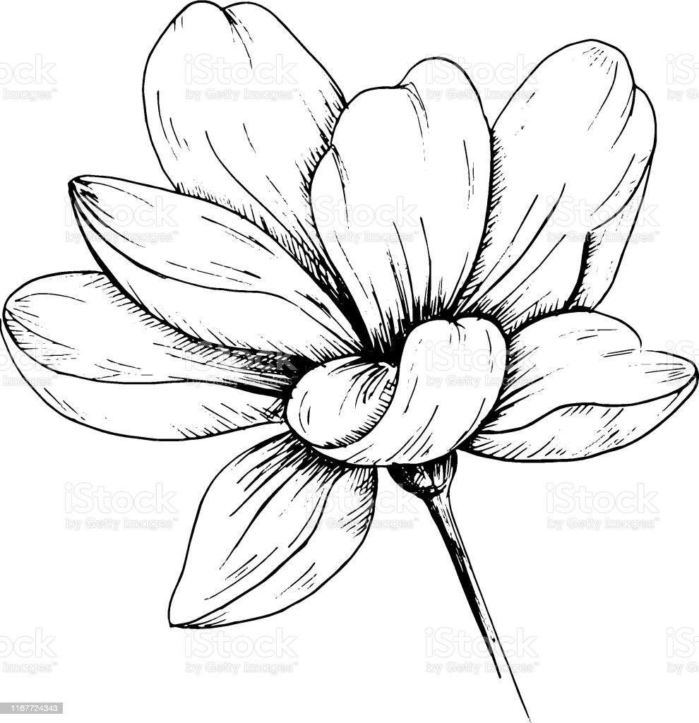 Detail Gambar Ilustrasi Bunga Hitam Nomer 38