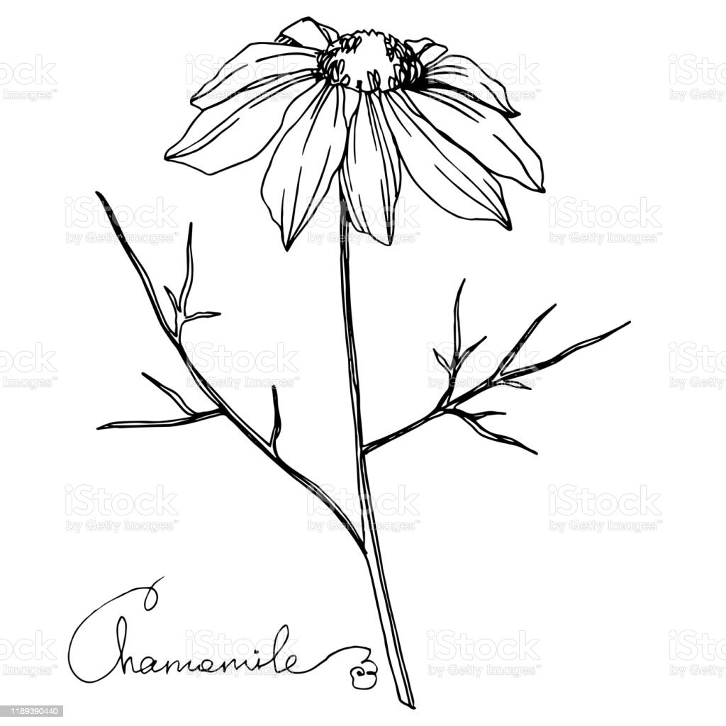Detail Gambar Ilustrasi Bunga Hitam Nomer 40