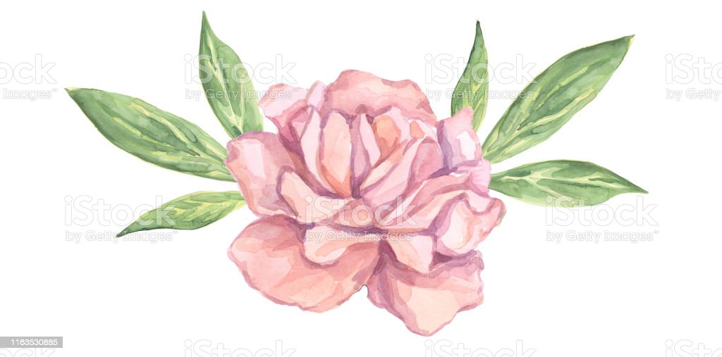 Detail Gambar Ilustrasi Bunga Mawar Nomer 32