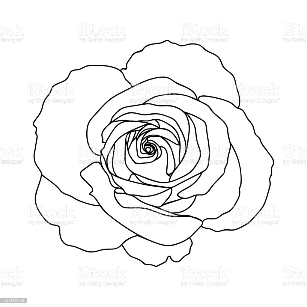 Detail Gambar Ilustrasi Bunga Mawar Hitam Putih Nomer 45