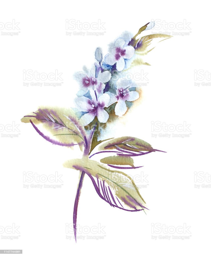 Detail Gambar Ilustrasi Bunga Melati Nomer 22