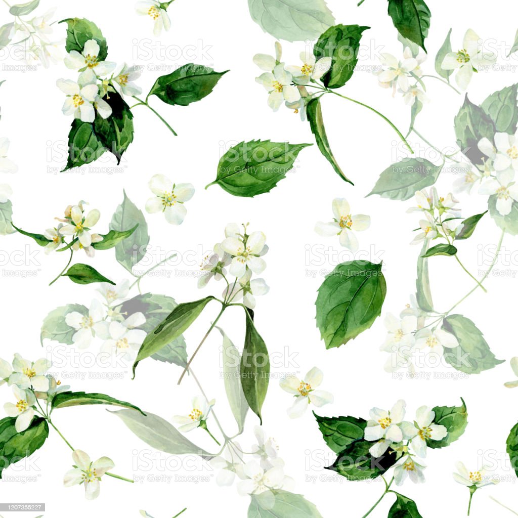 Detail Gambar Ilustrasi Bunga Melati Nomer 7