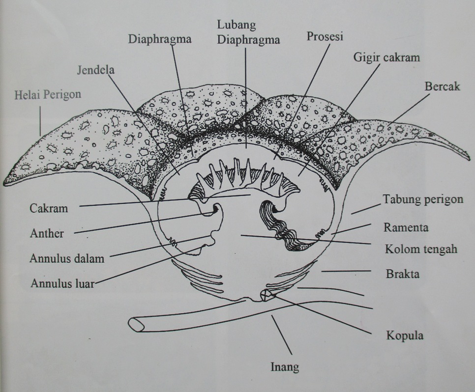 Detail Gambar Ilustrasi Bunga Raflesia Arnoldi Nomer 31