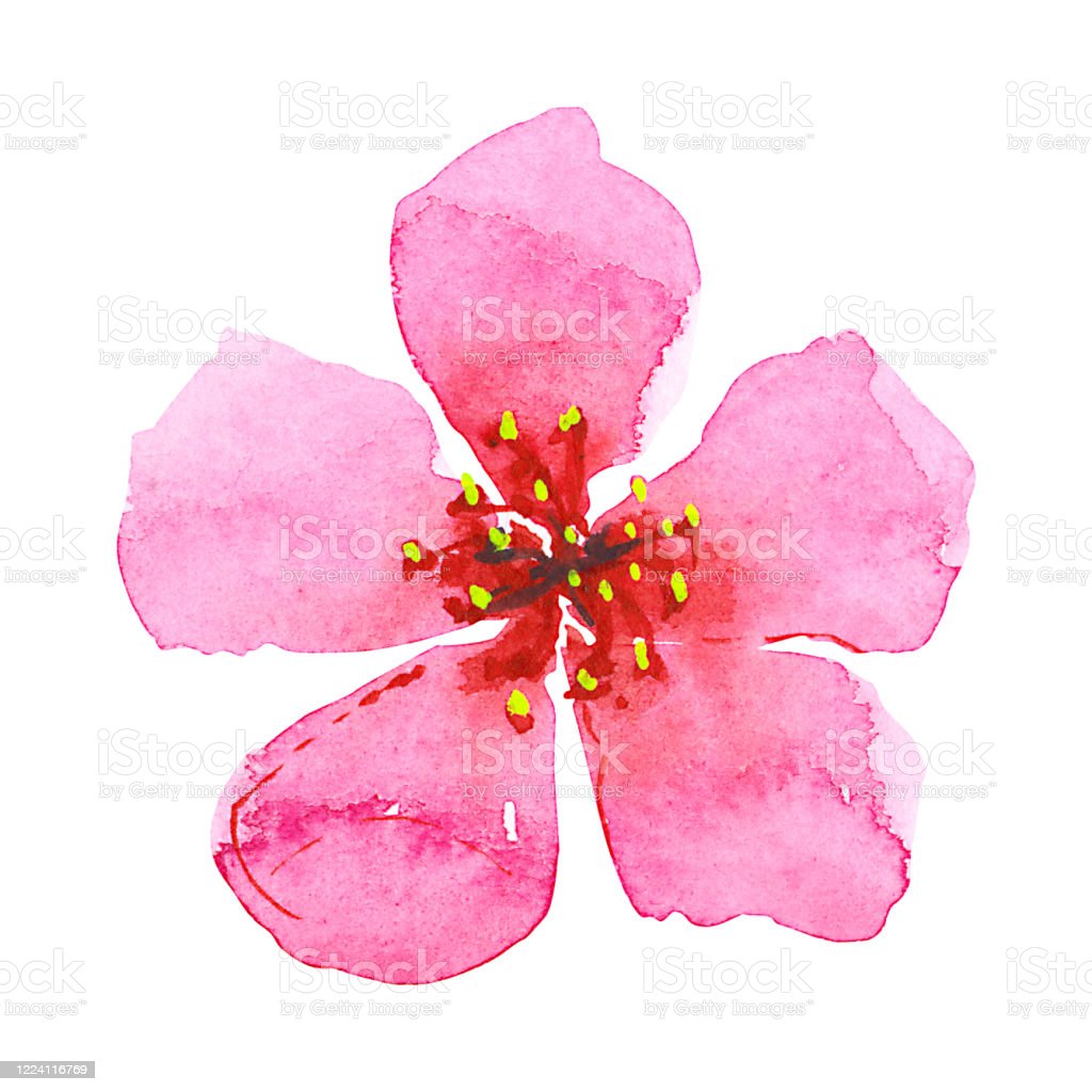 Detail Gambar Ilustrasi Bunga Sakura Nomer 55