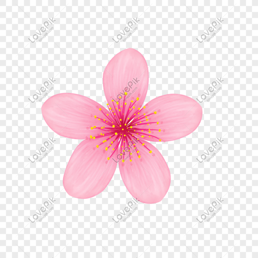 Detail Gambar Ilustrasi Bunga Sakura Nomer 7