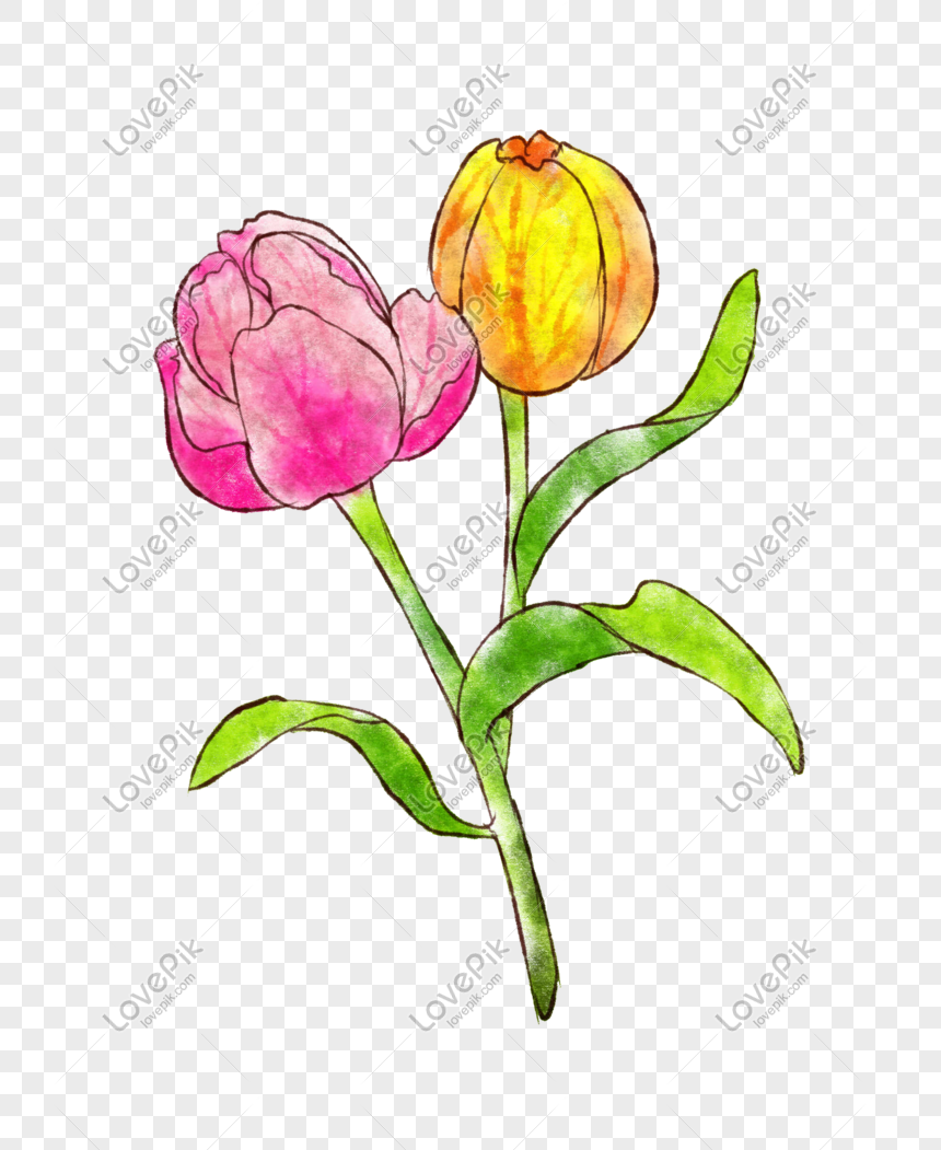 Detail Gambar Ilustrasi Bunga Tulip Nomer 2