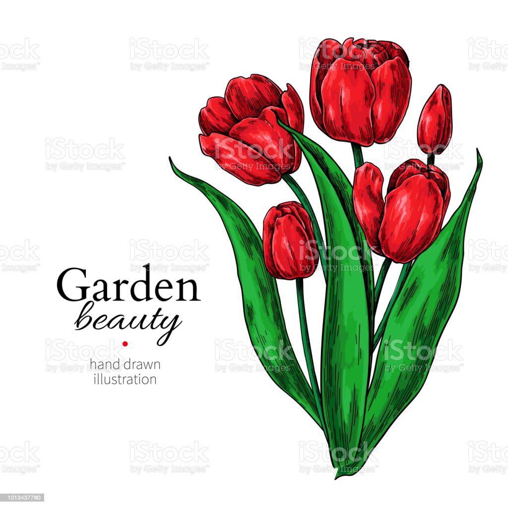 Detail Gambar Ilustrasi Bunga Tulip Nomer 11