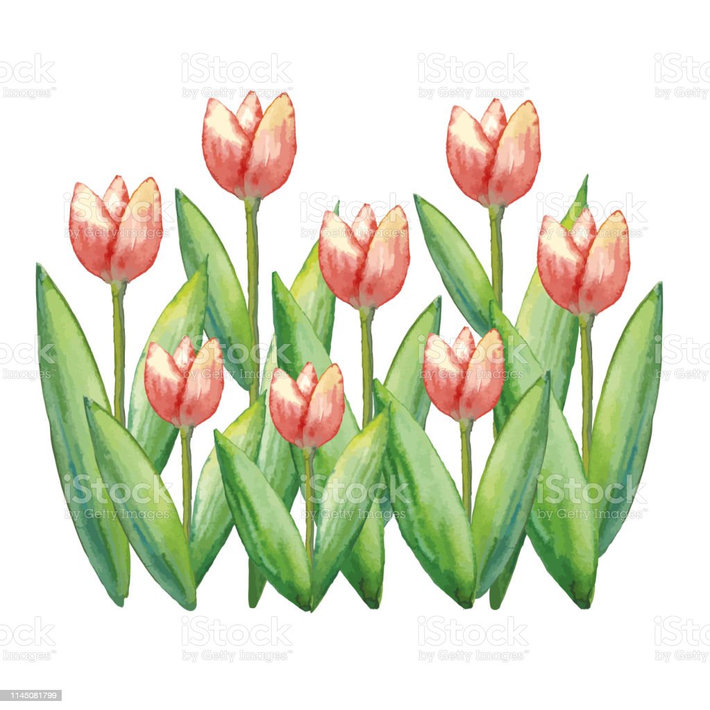 Detail Gambar Ilustrasi Bunga Tulip Nomer 12