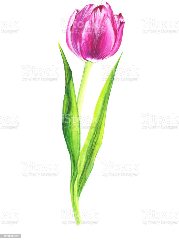 Detail Gambar Ilustrasi Bunga Tulip Nomer 15