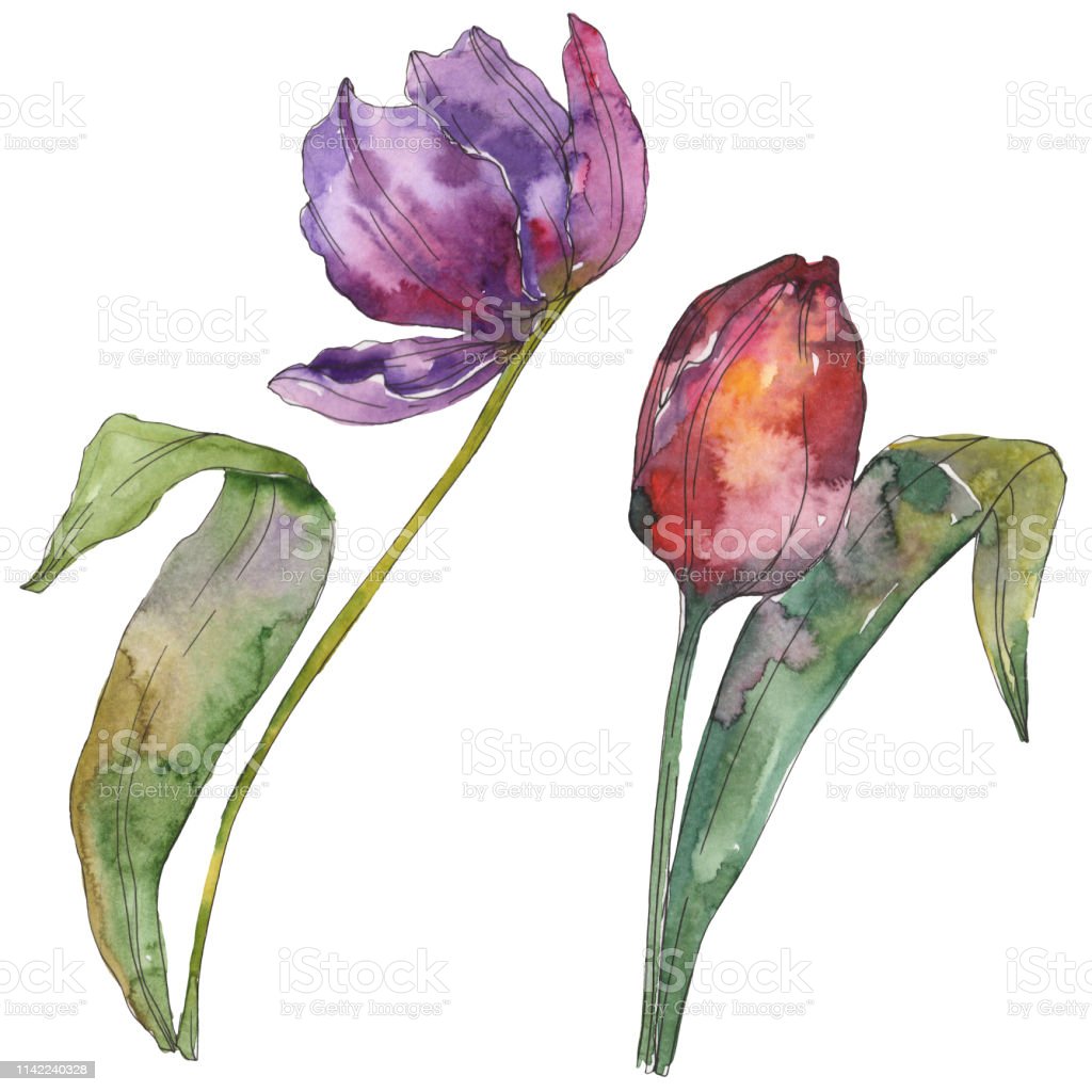 Detail Gambar Ilustrasi Bunga Tulip Nomer 16