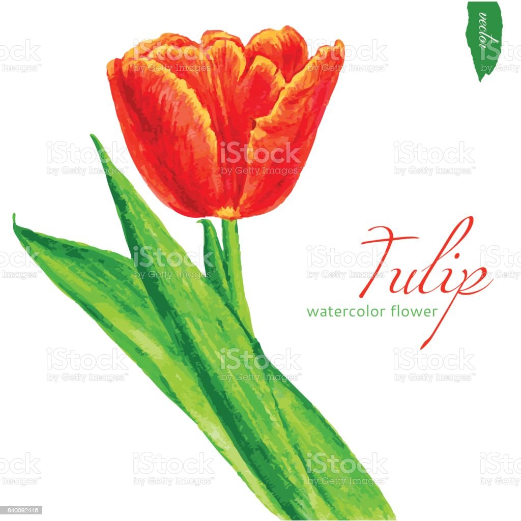 Detail Gambar Ilustrasi Bunga Tulip Nomer 18