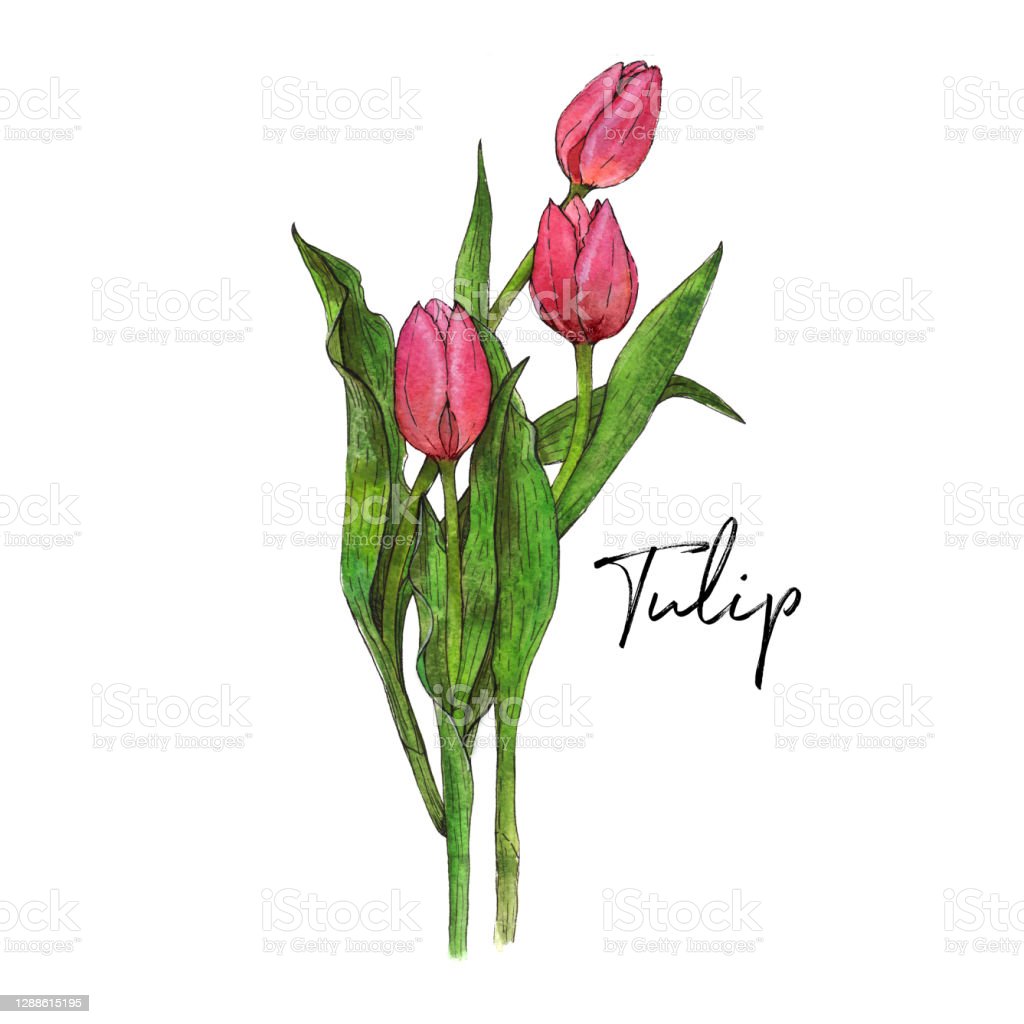 Detail Gambar Ilustrasi Bunga Tulip Nomer 20